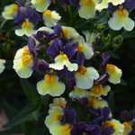 Nemesia Neminio Up Blue Cream